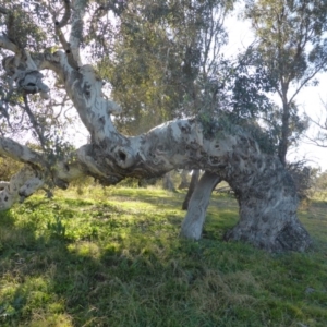 Eucalyptus polyanthemos at Jerrabomberra, ACT - 18 Jun 2020