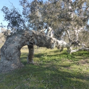 Eucalyptus polyanthemos at Jerrabomberra, ACT - 18 Jun 2020