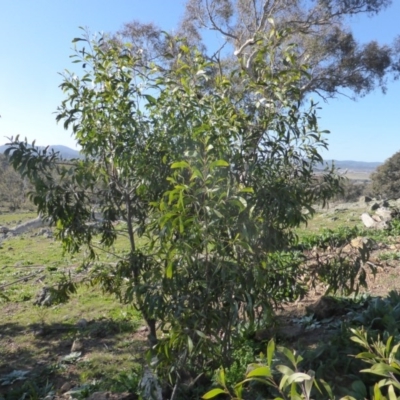 Acacia melanoxylon (Blackwood) at Callum Brae - 18 Jun 2020 by Mike