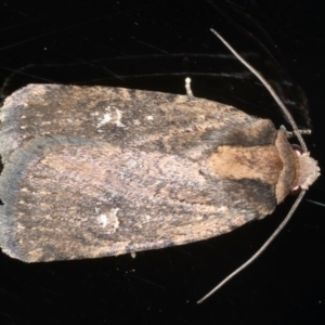 Proteuxoa provisional species 2 at Ainslie, ACT - 27 Nov 2019