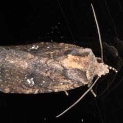 Proteuxoa provisional species 2 at Ainslie, ACT - 27 Nov 2019