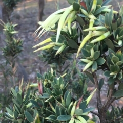 Styphelia triflora (Five-corners) at Watson, ACT - 18 Jun 2020 by JaneR