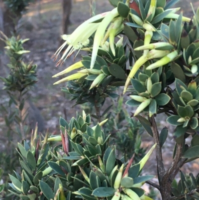Styphelia triflora (Five-corners) at Mount Majura - 18 Jun 2020 by JaneR