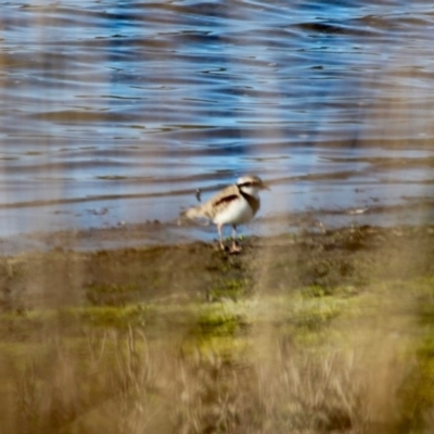 Charadrius melanops (Black-fronted Dotterel) at Tanja Lagoon - 6 Jun 2020 by RossMannell