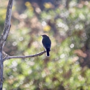 Microeca fascinans at Nelson, NSW - 6 Jun 2020 01:58 PM