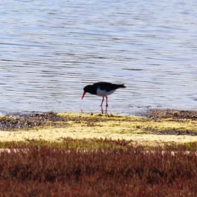 Haematopus longirostris (Australian Pied Oystercatcher) at Mimosa Rocks National Park - 6 Jun 2020 by RossMannell