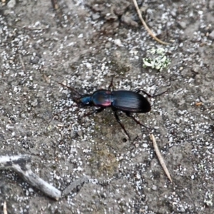 Notonomus sp. at Bournda, NSW - 7 Jun 2020