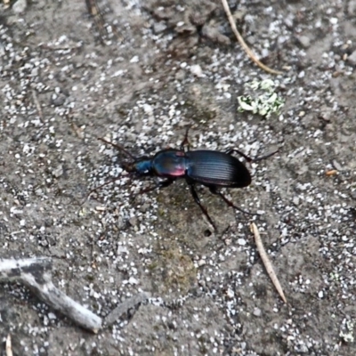 Notonomus sp. (Predaceous ground beetle) at Bournda, NSW - 7 Jun 2020 by RossMannell