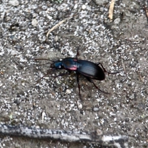 Notonomus sp. at Bournda, NSW - 7 Jun 2020