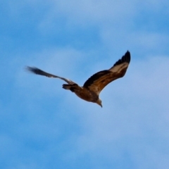 Haliaeetus leucogaster (White-bellied Sea-Eagle) at Bournda National Park - 7 Jun 2020 by RossMannell