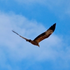 Haliaeetus leucogaster at Bournda, NSW - 7 Jun 2020