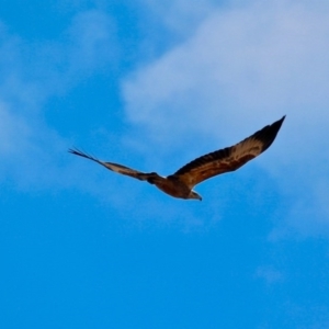 Haliaeetus leucogaster at Bournda, NSW - 7 Jun 2020