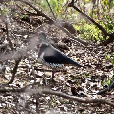 Leucosarcia melanoleuca (Wonga Pigeon) at Bournda National Park - 10 Jun 2020 by RossMannell