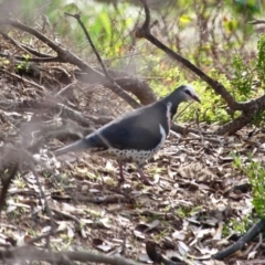 Leucosarcia melanoleuca at Bournda, NSW - 10 Jun 2020