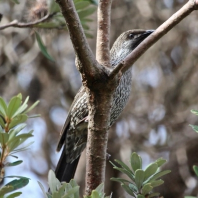 Anthochaera chrysoptera (Little Wattlebird) at Bournda Environment Education Centre - 10 Jun 2020 by RossMannell