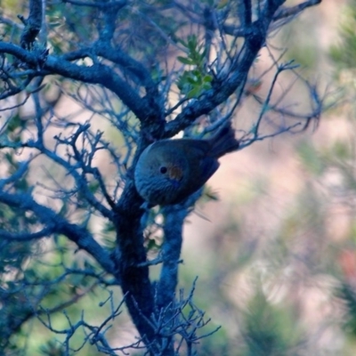 Acanthiza pusilla (Brown Thornbill) at Bournda, NSW - 12 Jun 2020 by RossMannell