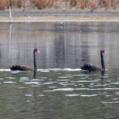 Cygnus atratus (Black Swan) at Bournda National Park - 13 Jun 2020 by RossMannell