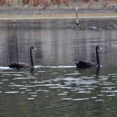 Cygnus atratus at Bournda, NSW - 13 Jun 2020