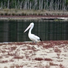 Pelecanus conspicillatus (Australian Pelican) at Tanja, NSW - 16 Jun 2020 by RossMannell