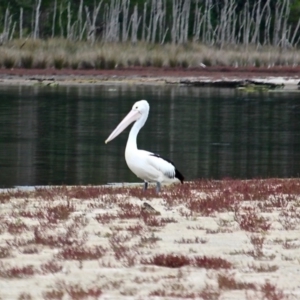 Pelecanus conspicillatus at Tanja, NSW - 16 Jun 2020 12:54 PM