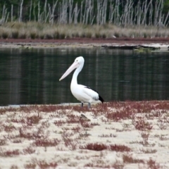 Pelecanus conspicillatus (Australian Pelican) at Tanja Lagoon - 16 Jun 2020 by RossMannell