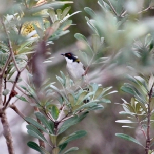 Melithreptus lunatus at Mimosa Rocks National Park - 16 Jun 2020