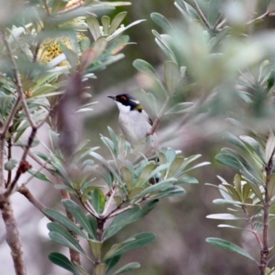 Melithreptus lunatus (White-naped Honeyeater) at Tanja, NSW - 16 Jun 2020 by RossMannell