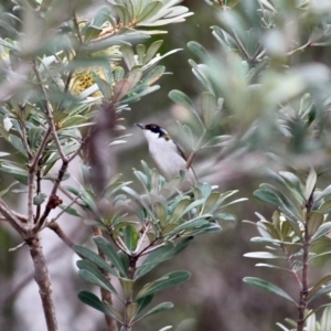 Melithreptus lunatus at Mimosa Rocks National Park - 16 Jun 2020