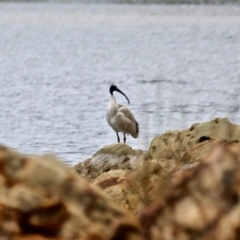 Threskiornis molucca (Australian White Ibis) at Tanja Lagoon - 16 Jun 2020 by RossMannell