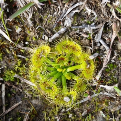Drosera sp. (A Sundew) at Mulligans Flat - 17 Jun 2020 by Dominique