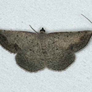 Taxeotis intextata at Ainslie, ACT - 24 Nov 2019 10:58 PM