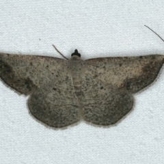 Taxeotis intextata (Looper Moth, Grey Taxeotis) at Ainslie, ACT - 24 Nov 2019 by jbromilow50