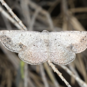 Taxeotis intextata at Ainslie, ACT - 24 Nov 2019 10:58 PM