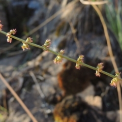 Rumex brownii (Slender Dock) at Bullen Range - 20 Feb 2020 by michaelb