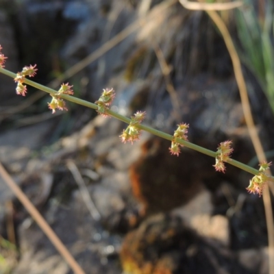 Rumex brownii (Slender Dock) at Tuggeranong DC, ACT - 20 Feb 2020 by MichaelBedingfield