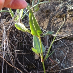 Rumex brownii at Tuggeranong DC, ACT - 20 Feb 2020 07:49 PM