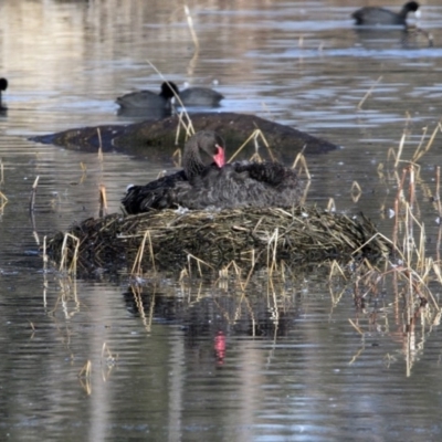 Cygnus atratus (Black Swan) at Jerrabomberra Wetlands - 18 Jun 2020 by redsnow