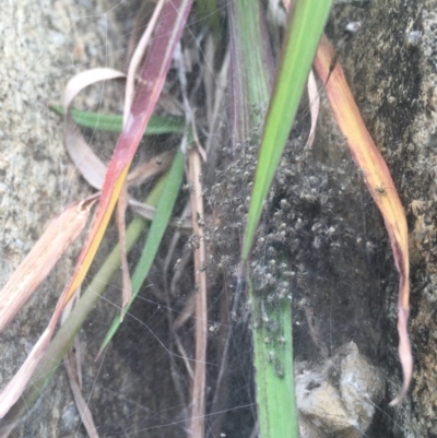 Unidentified Orb-weaving spider (several families) at Burra, NSW - 26 Apr 2020 by alexwatt