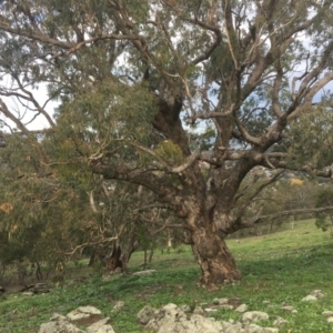 Eucalyptus bridgesiana at Red Hill Nature Reserve - 14 Apr 2020