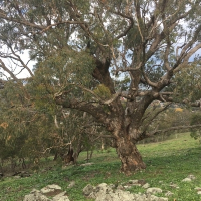 Eucalyptus bridgesiana (Apple Box) at Garran, ACT - 14 Apr 2020 by alex_watt