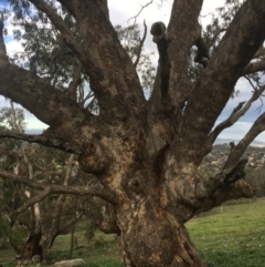 Eucalyptus bridgesiana at Red Hill Nature Reserve - 14 Apr 2020 03:40 PM