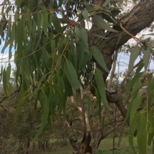 Eucalyptus bridgesiana at Garran, ACT - 14 Apr 2020