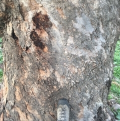 Eucalyptus bridgesiana at Red Hill Nature Reserve - 14 Apr 2020