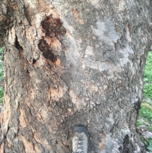 Eucalyptus bridgesiana at Red Hill Nature Reserve - 14 Apr 2020