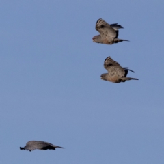 Callocephalon fimbriatum (Gang-gang Cockatoo) at Jerrabomberra Wetlands - 18 Jun 2020 by redsnow