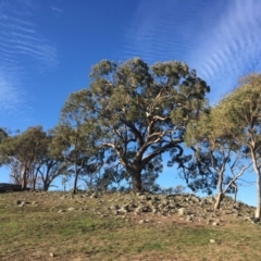 Eucalyptus bridgesiana (Apple Box) at Garran, ACT - 3 May 2020 by alexwatt