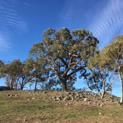 Eucalyptus bridgesiana (Apple Box) at Red Hill Nature Reserve - 3 May 2020 by alex_watt