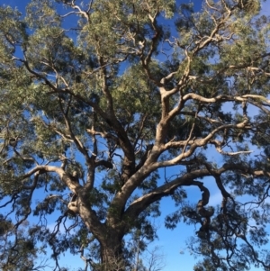 Eucalyptus bridgesiana at Red Hill Nature Reserve - 3 May 2020 03:26 PM