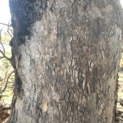 Eucalyptus bridgesiana at Red Hill Nature Reserve - 3 May 2020 03:26 PM