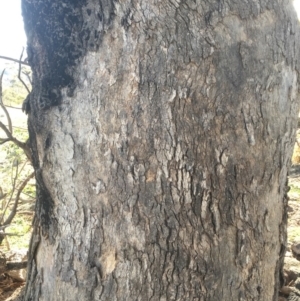 Eucalyptus bridgesiana at Garran, ACT - 3 May 2020